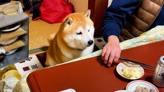 When the delivery arrives, the Shibe naturally sits in the empty seat and looks forward to it.