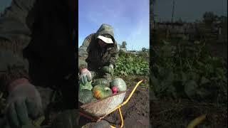 #баженит в деревне на картофельном поле собирает тыкву в садовую #тачку  говорит зачем садить #овощи
