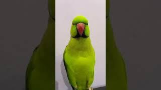 #parrot #funny #comedy #talkingparrot #greenparrot #alexandrine #talkingparot #petbird #birds
