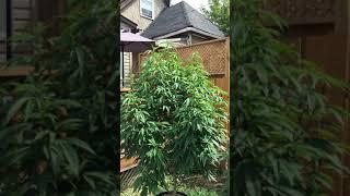 Purple Pineapple skunk all trimmed and lollipopped Aug 1st 2020!!!!!