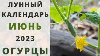 ОГУРЦЫ: Лунный Посевной Календарь на  ИЮНЬ 2023 год! Когда сажать семена огурцов в открытый грунт?