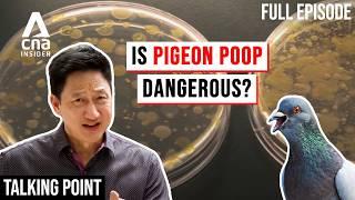 Pigeon Problem: Why Can't We Get Rid Of Them? | Talking Point | Full Episode