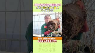 【バラの育て方】冬のバラ管理のコツ バラ大鉢の植え替え。やってみよう！/【公式】京阪園芸チャンネル  #バラ #rose  #roselover #ガーデニング  #shorts