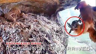 #135Bearded Vulture Nest／Nestflix Live Stream️Endangered bird species the Southern Bearded Vulture