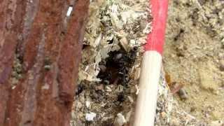 Polyrhachis dives: Nestbau / nest construction