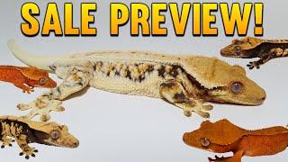 Spring 2023 Crested Gecko Sale Preview!