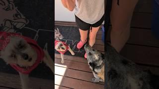 Zoey is excited to see Wendi after our walk #schnoodlelove #princess #dogtalk #doglover #dogmom #dog