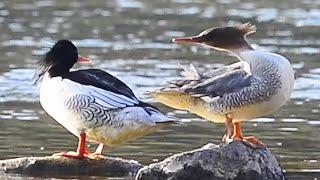 唐秋沙(中華秋沙鴨)/Scaly-sided Merganser(Chinese Merganser)