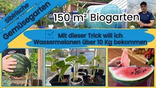 #1 Wichtigste Wassermelonen Tutorial. Wie Groß soll Loch sein und richtige Erde Mischung.