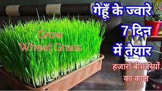 How to Grow Wheatgrass at home in Hindi/Wheatgrass growing at home in Hindi/Grow Wheat in Pot at hom