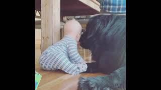 black dog loves to lick baby #short #pets #kids Cutest Pets Ever Funny Pets Cute Animals Dogs