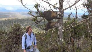 Rediscovery of Nepenthes paniculata in New Guinea