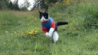 Shelter cat starts to hop like bunny after adoption