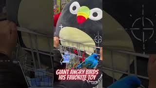 Giant Angry Birds #shorts