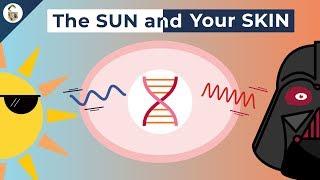 How UV Rays Damage Skin