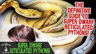 SUPER DWARF RETICULATED PYTHONS WITH REACH OUT REPTILES! (the definitive SD retic guide)