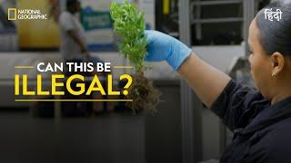 Can This Be Illegal? | To Catch a Smuggler | हिन्दी | Full Episode | S1 - E5 | National Geographic