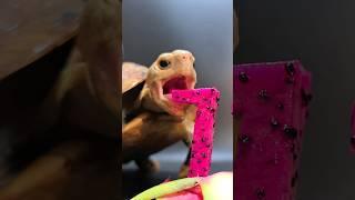 ASMR Dragon Fruit Mukbang  Turtle Tortoise