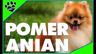 Top 10 Facts About Pomeranians - Dogs 101