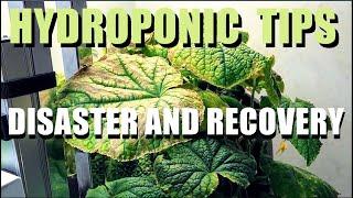 HYDROPONIC CUCUMBER RECOVERY TIPS