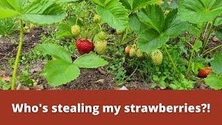 Who's stealing my strawberries?!