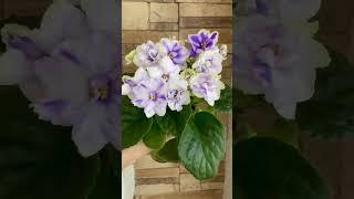 Фиалка АВ-Абсолем. #цветы #сад #фиалка #сенполия #комнатныецветы