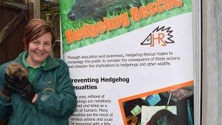 Hedgehog Rescue - A Wild Owl TV Special Report