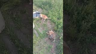 Разговор о важном #cat #dog #memes