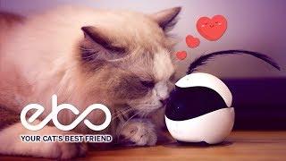 Smart Robot Companion for Your Cat !!!