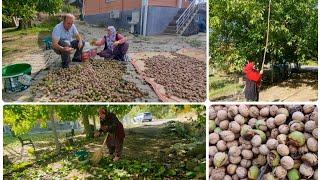 CEVİZ HASATI YANLIŞMIŞ DOĞRUYU ÖĞRENDİK | POLENİ ÖZLEDİK İŞİ YARIM BIRAKTIK | BEN TAVSİYE EDİYORUM