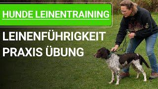  Hunde Leinentraining ️ Leinenführigkeit mit erwachsenen Hund trainieren ️ Praxisvideo ️