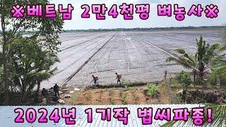 [베트남벼농사] 2만4천평 2024년 1기작 볍씨를 직파합니다~! (kiengiangtv)