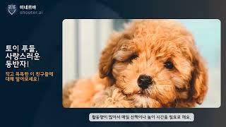 토이 푸들, 사랑스러운 동반자 #댕댕백과 #강아지 #미네르바 #AI #인공지능