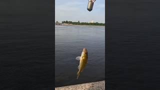 #раздача #рыба #ёрш #рыбалка #2025 #окунь #клюет #fishing #fish #