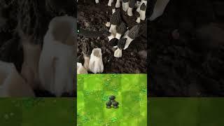 PVZ Plants in real life 