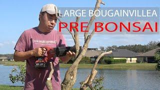 Large Bougainvillea - How To Pre Bonsai (Part 1)