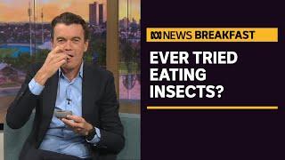 How eating insects could help improve Aussie diets | ABC News