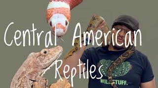 5 Great Reptile Pets from Central America