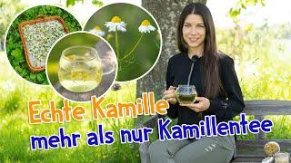 Echte Kamille - mehr als nur Kamillentee 🫖 Sammeln, Trocknen und Verwerten #kamille #wildkräuter