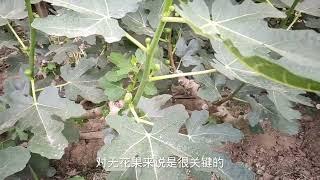 无花果想要长的又大又好，幼果期用肥很关键，这样施肥效果才更好