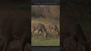  Vicki Takes an Amazing North Dakota Whitetail Buck With Her Bow! (AC-2010)