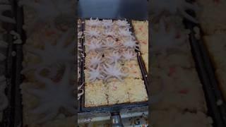 Irresistible Octopus Takoyaki – Crispy Outside, Gooey Inside! ️