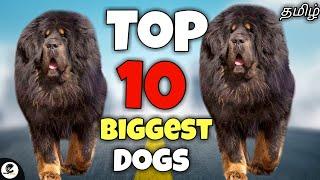 Top 10 biggest dogs in the world | large | friendly | powerful | funny 