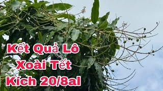 Lô Xoài Tết, Kích 20/8al | VTK.CHANNEL