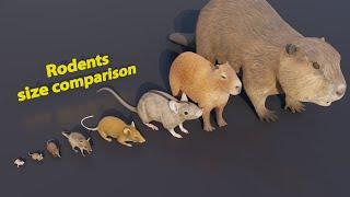 From Small to Big | Rodents size comparison | 3D Animation #animation #animals