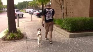 Brittany Spaniel Training, hunting dog obedience training, South Carolina and Georgia