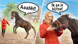 Wat als PAARDEN kunnen PRATEN?!  Dit is wat paarden van ons denken! 
