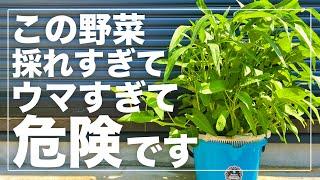 【すぐに大草原w】バケツで空芯菜を水耕栽培したら14回も収穫出来ました！夏の葉物野菜おすすめNo.1細かく解説します！ウンチェー