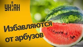 Из-за хорошего урожая херсонские фермеры бросали арбузы обратно на поле