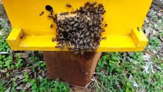 मधुमक्खियों का झुंड भाग रहा है कैसे नियंत्रित करें#Bee swarm is running away, how to control it #hp